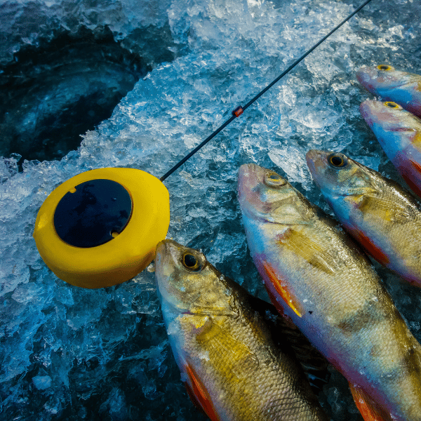 How to Ice Fish for Perch