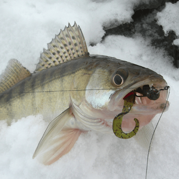 Walleye Ice Fishing Lure Tips