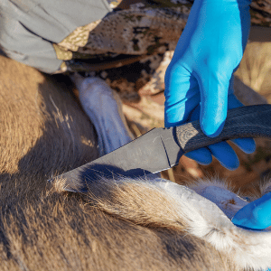 field dress a deer