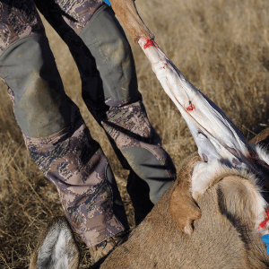 field dressing a deer