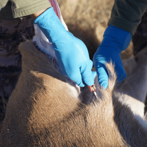 field dressing deer