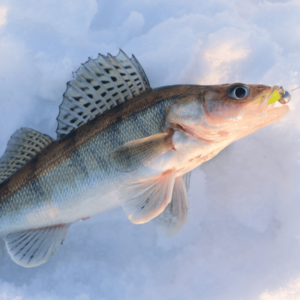 finding walleye fish ice fishing in winter