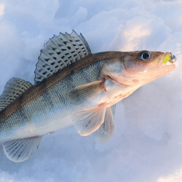 finding walleye fish ice fishing in winter