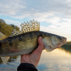 how to catch walleye fish fishing