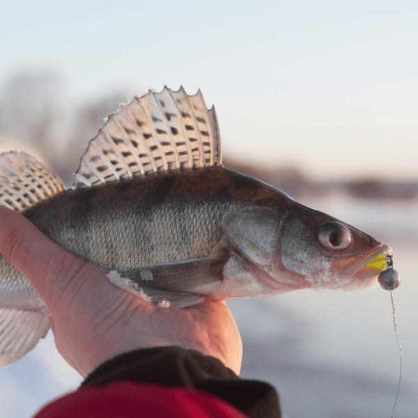 how to find walleye ice fishing
