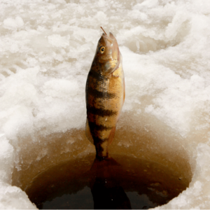 perch ice fishing for beginners