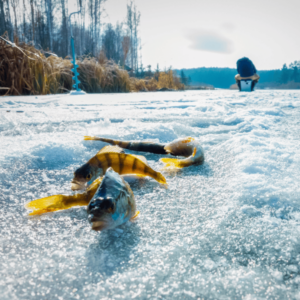 perch ice fishing for beginners