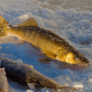 tips for ice fishing for walleye