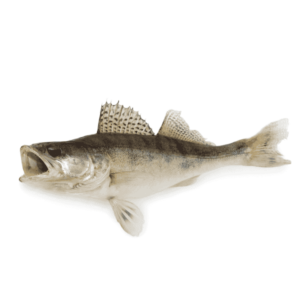 walleye fishing guide