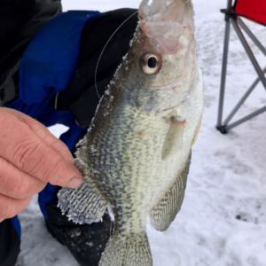 black crappie ice fishing