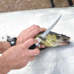 fillet boneless walleye