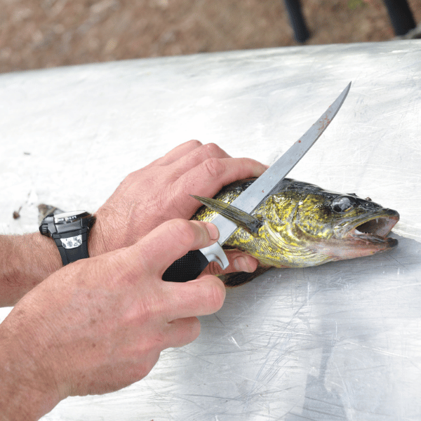 How to Fillet a Walleye (Step by Step)