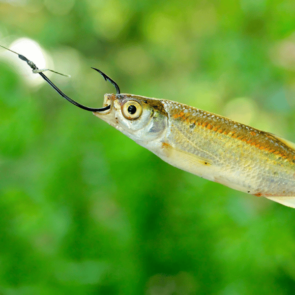 hook minnow for fishing