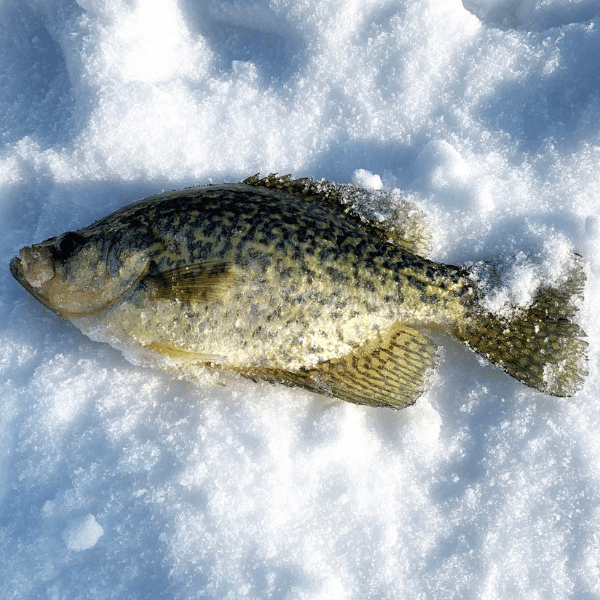 how to catch crappie ice fishing