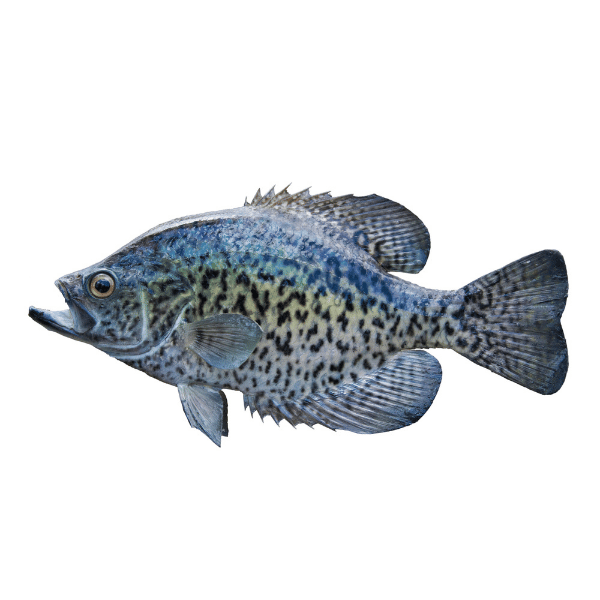 How To Catch Crappie Ice Fishing at Night