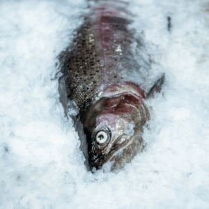 how to catch rainbow trout ice fishing