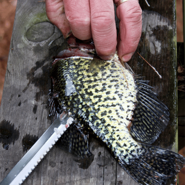 how to fillet crappie