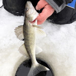 how to jig for walleye ice fishing