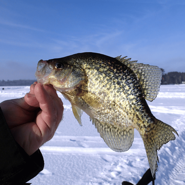 how to locate crappie ice fishing