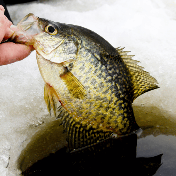ice fishing crappie with minnows