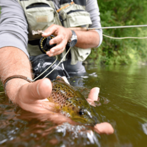 basics of fly fishing for beginners