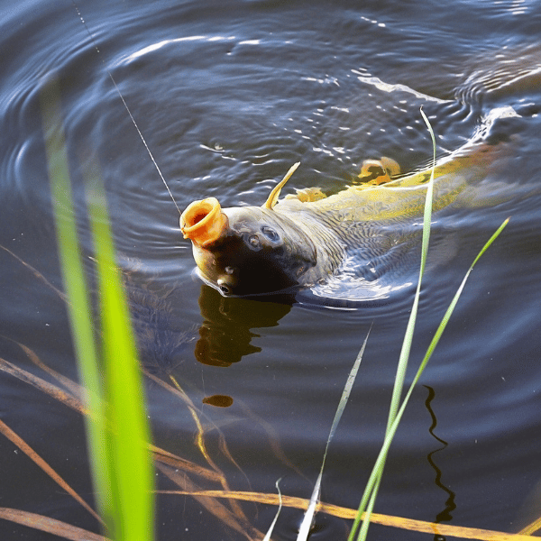 fly fishing for carp beginner guide