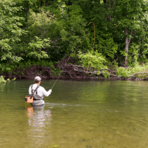 fly fishing for carp in rivers