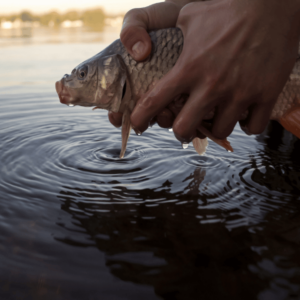 fly fishing for carp in the fall