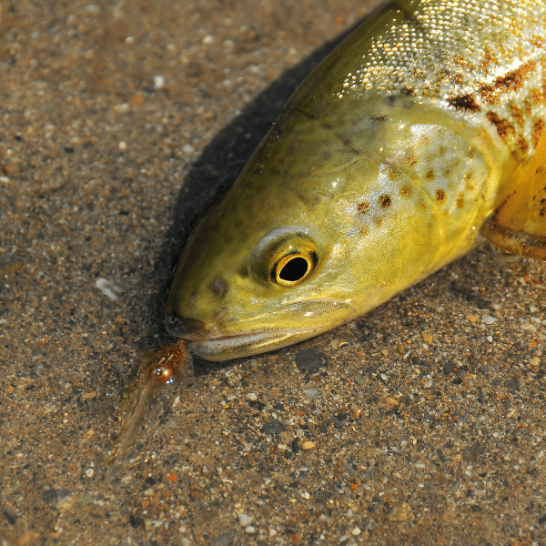 fly fishing nymph rig nymphing beginner guide