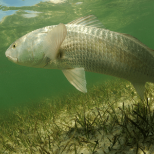 saltwater fly fishing for redfish beginner guide