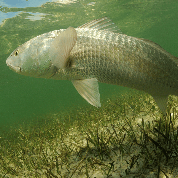 saltwater fly fishing for redfish beginner guide